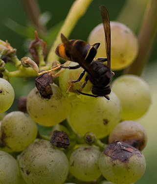 Frelon-asiatique-sur-du-raisin